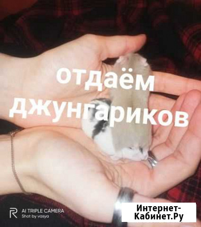 Отдаём джунгариков Волгоград - изображение 1