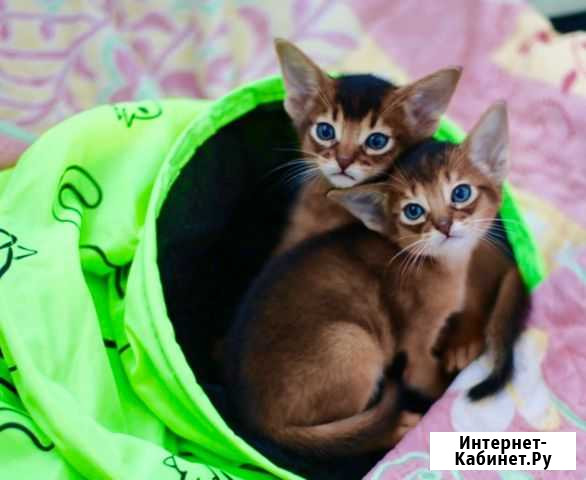 Абиссинские котята Красноярск - изображение 1