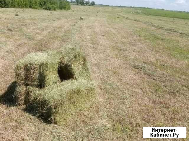 Сено Благовещенск - изображение 1