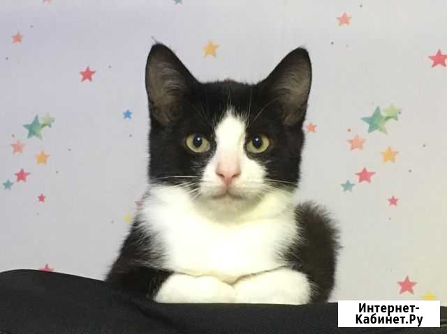 Котенок Калининград - изображение 1