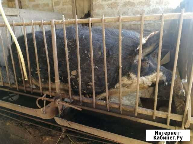 Хряк венгерской мангалицы Развильное - изображение 1