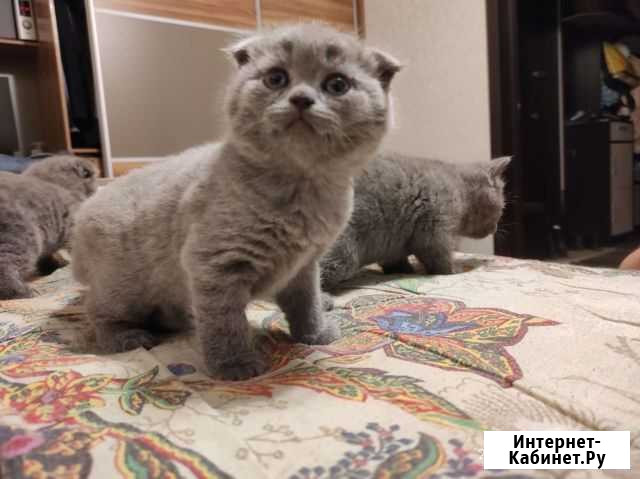 Котята Нижний Новгород - изображение 1
