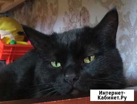 Метис шотландца Кунгур - изображение 1