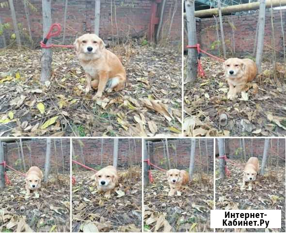 Собака небольшая девочка ищет дом Ростов-на-Дону - изображение 1