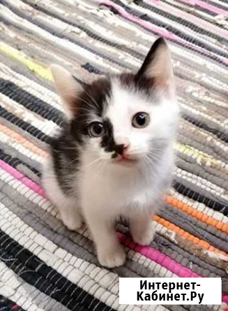 Котёнок мальчик Иркутск - изображение 1