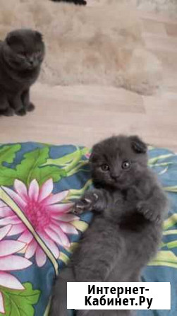 Шотладские котята Бор - изображение 1