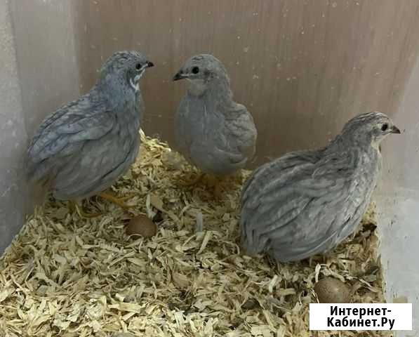 Китайский расписной перепел декоративный Санкт-Петербург - изображение 1