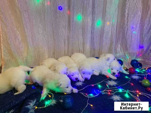 Щенки на Новый год Кудряшовский - изображение 1