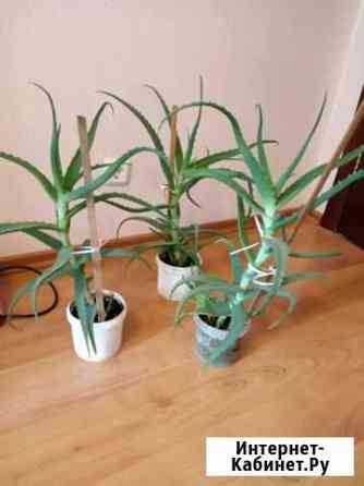 Алоэ лечебное старше 3 лет Нижний Новгород