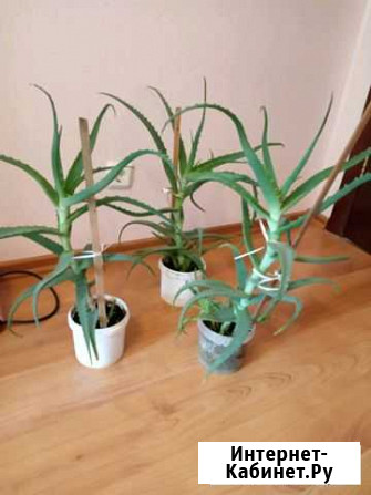 Алоэ лечебное старше 3 лет Нижний Новгород - изображение 1