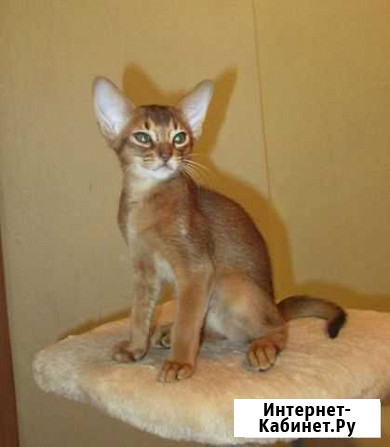 Отдам абиссинская Луга - изображение 1