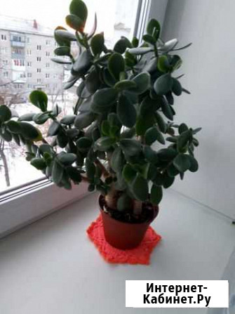 Толстянка Каменск-Уральский - изображение 1