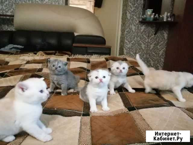 Шотландские котята Воронеж - изображение 1