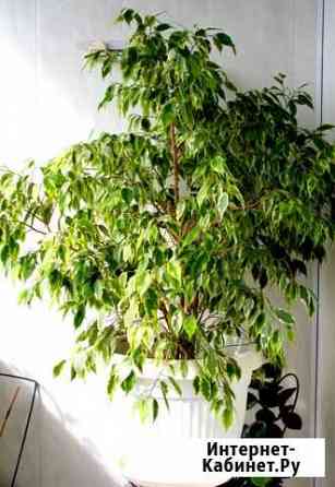 Фикус Кинки (Ficus Kinky) Белгород