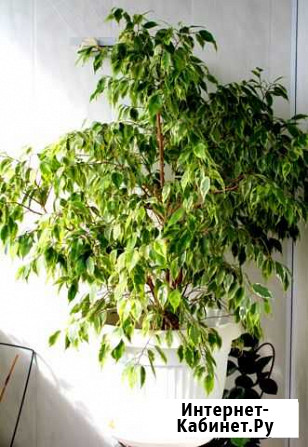 Фикус Кинки (Ficus Kinky) Белгород - изображение 1