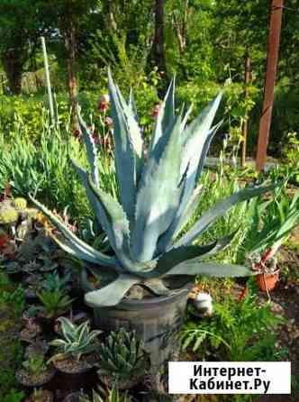 Агава американская для офиса Краснодар