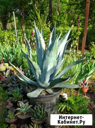 Агава американская для офиса Краснодар - изображение 1