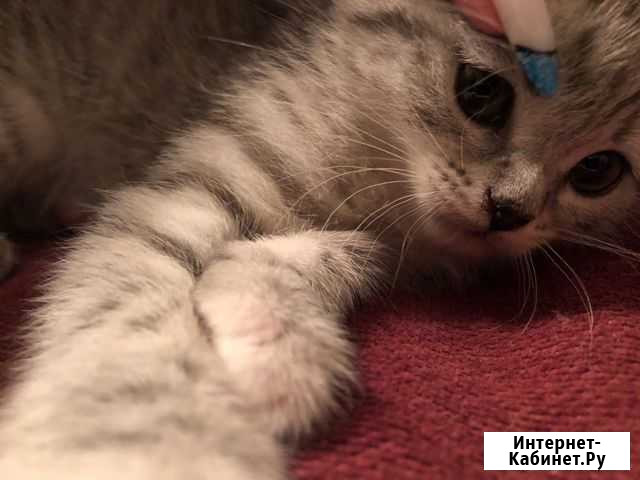 Котенок Дмитров - изображение 1