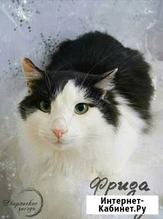 Кошка Фрида Липецк - изображение 1