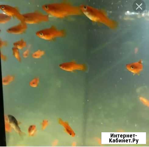 Разное Зея - изображение 1