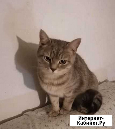 Кошка в дар Каменск-Уральский - изображение 1