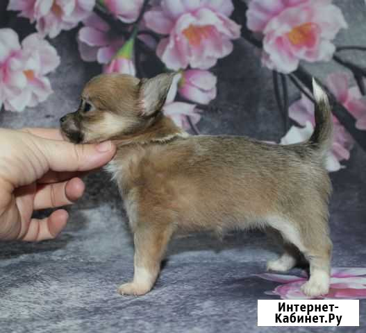 Чишки-мальчишки Минеральные Воды - изображение 1