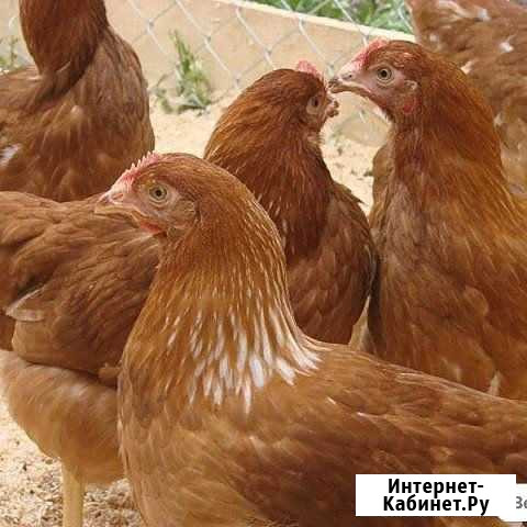 Несушка хайсекс Бийск - изображение 1