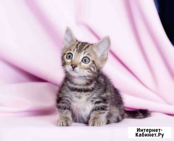 Котята манчкин Сыктывкар - изображение 1
