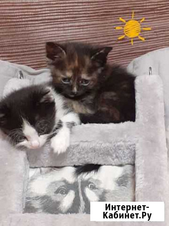Котята 2 девочки Тамбов - изображение 1