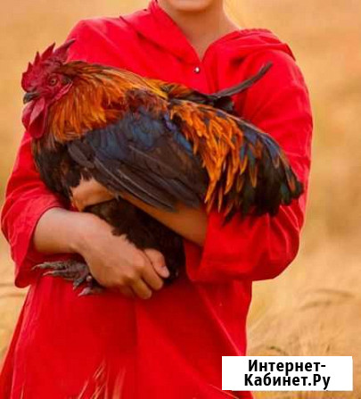 Мараны черно-медные (Генофонд) петухи Новосибирск - изображение 1