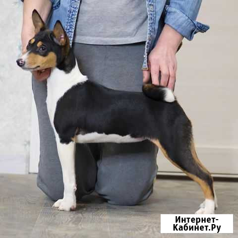 Басенджи щенок, девочка Москва - изображение 1