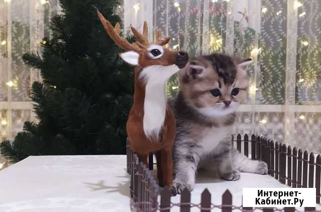 Шотландские котята Тверь - изображение 1