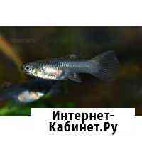 Продаю Рыбок гуппи Балашиха