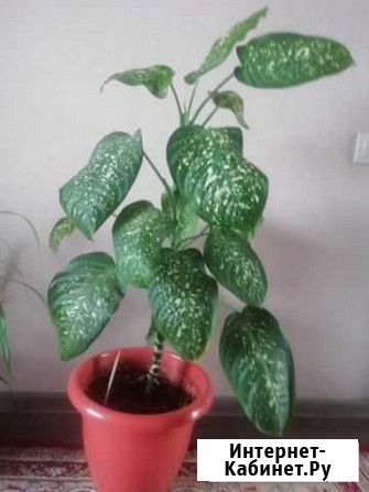 Продам цветок Красноярск - изображение 1