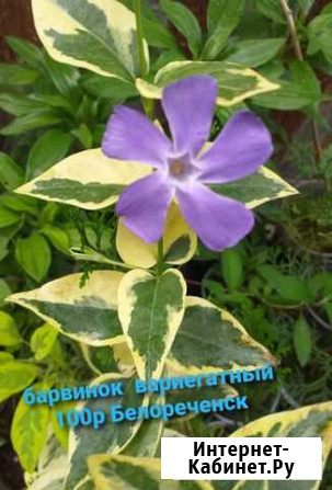 Барвинок вариегатный Белореченск - изображение 1