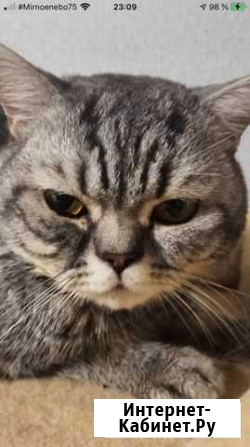 Котенок Волгоград - изображение 1