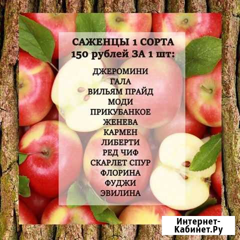 Саженцы яблони Краснокумское - изображение 1