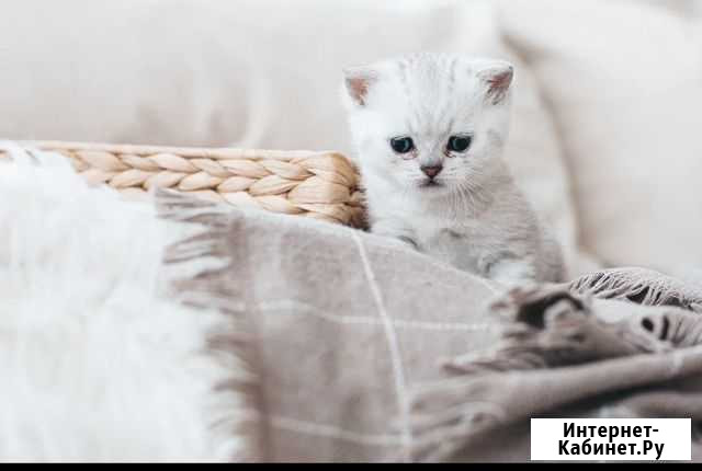 Питомник красивых шотландских котят Тверь - изображение 1