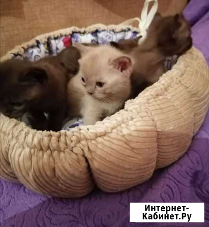 Котеечки бурмаши Подольск - изображение 1
