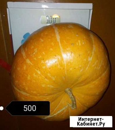 Тыква Ярославль - изображение 1
