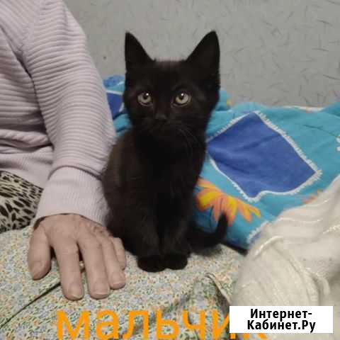 Черный котенок в добрые руки Октябрьское - изображение 1