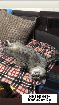 Кот Тимон Бийск - изображение 1