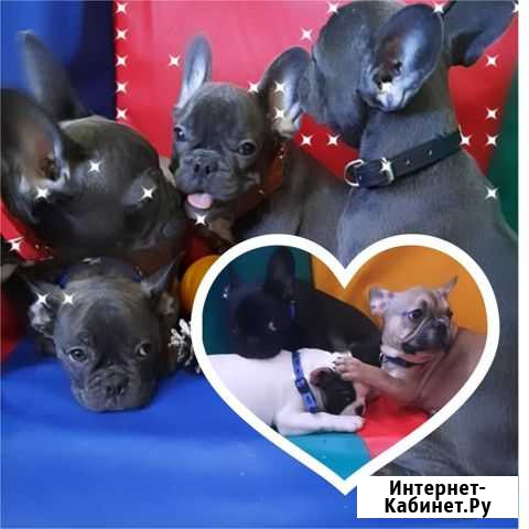 Французский бульдог Москва - изображение 1