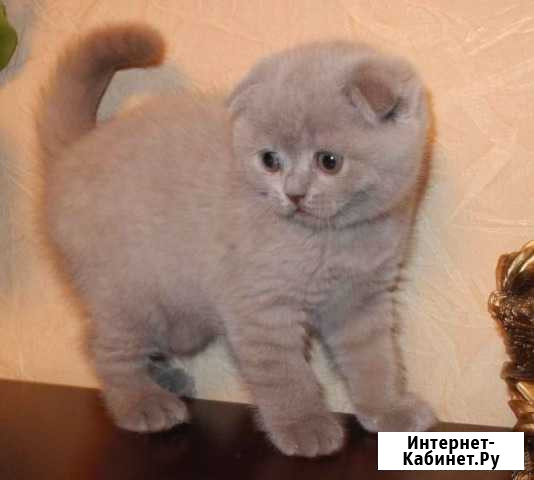 Вислоухий Шотландик Братск - изображение 1