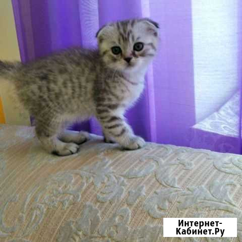 Шотландские вислоухие котята мраморные Самара - изображение 1