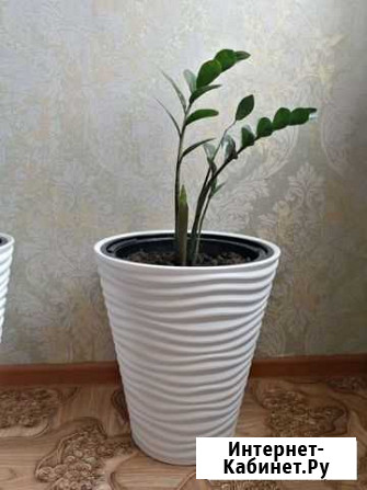 Замиокулькас Яровое - изображение 1