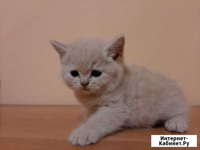Британские котята редких окрасов с документами Красноярск - изображение 1