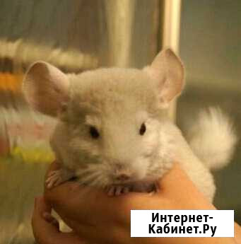 Прекрасная цветная шиншилла Благовещенск - изображение 1
