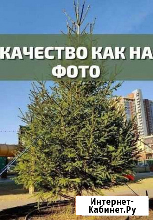Ель обыкновенная крупномеры 1 Верхнее Дуброво - изображение 1