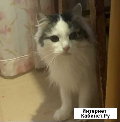 Котик в добрые руки Шилово - изображение 1